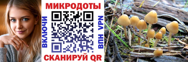 купить   Малая Вишера  Галлюциногенные грибы Psilocybine cubensis 
